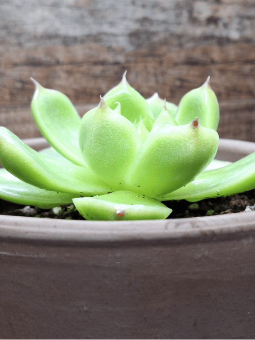 Echeveria 'Phoenix Fire' – Striking Succulent with Red-Tinged